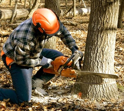Tree Removal in Bankston, AL